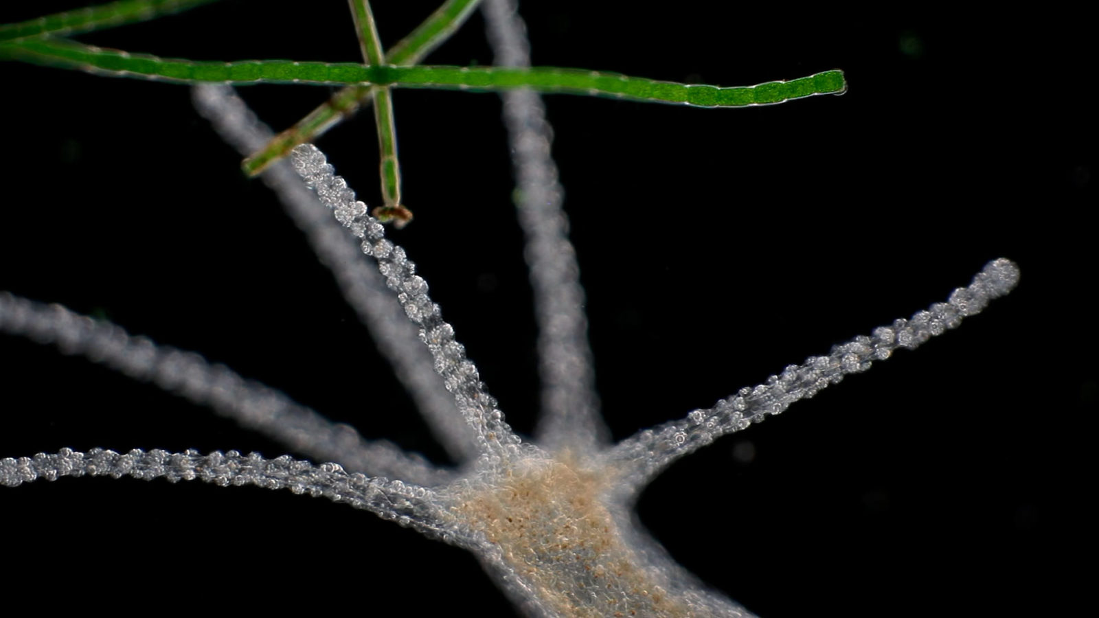 Hydra | 2020 Small World in Motion Competition | Nikon's Small World Hydra | 2020 Small World in Motion Competition | Nikon's Small World