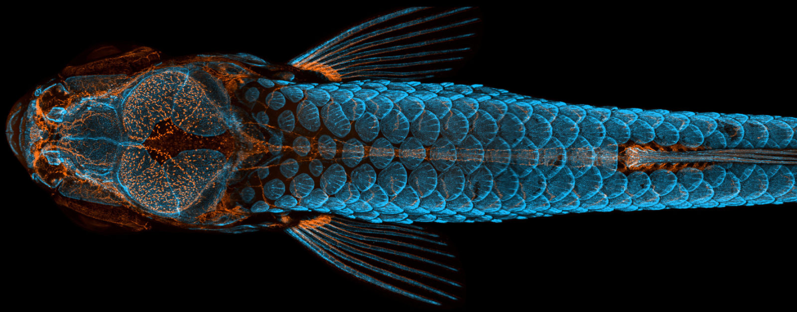 Dorsal view of bones and scales (blue) and lymphatic vessels (orange) in a juvenile zebrafish