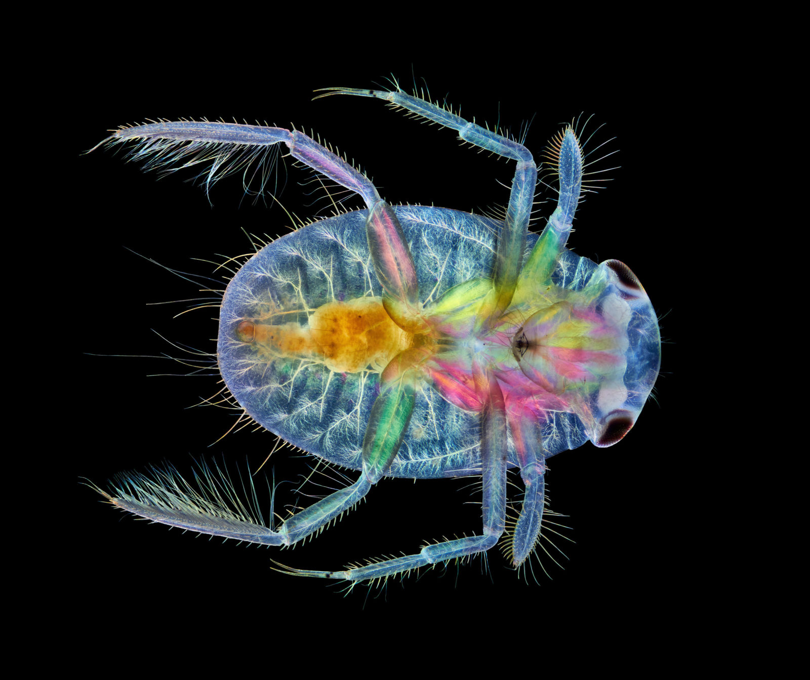 Ventral view of an immature water boatman | 2020 Photomicrography Competition | Nikon's Small World Ventral view of an immature water boatman | 2020 Photomicrography Competition | Nikon's Small World