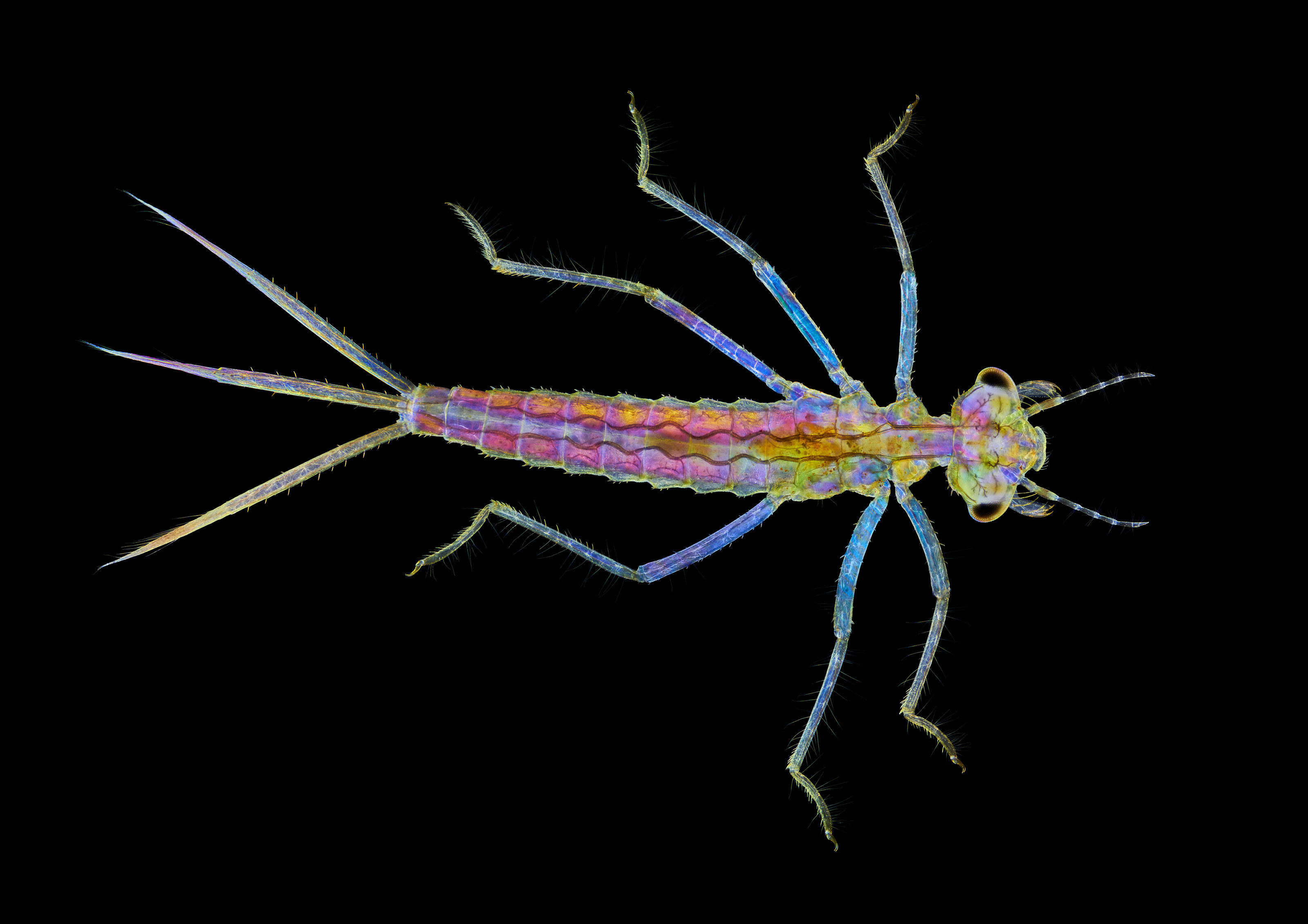 Damselfly larva Nikon Small World