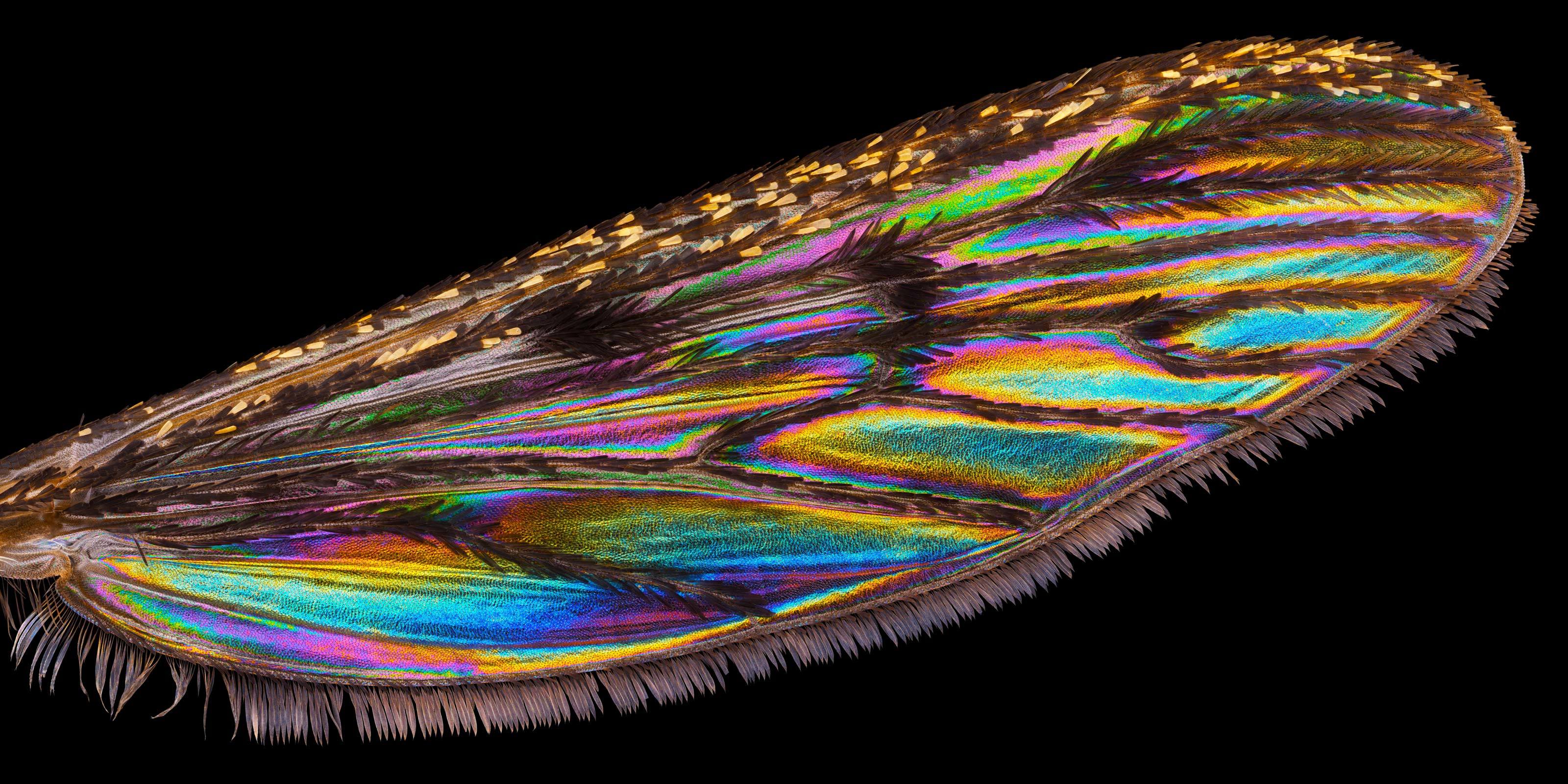 Mosquito wing (Culiseta annulata) Nikon’s Small World