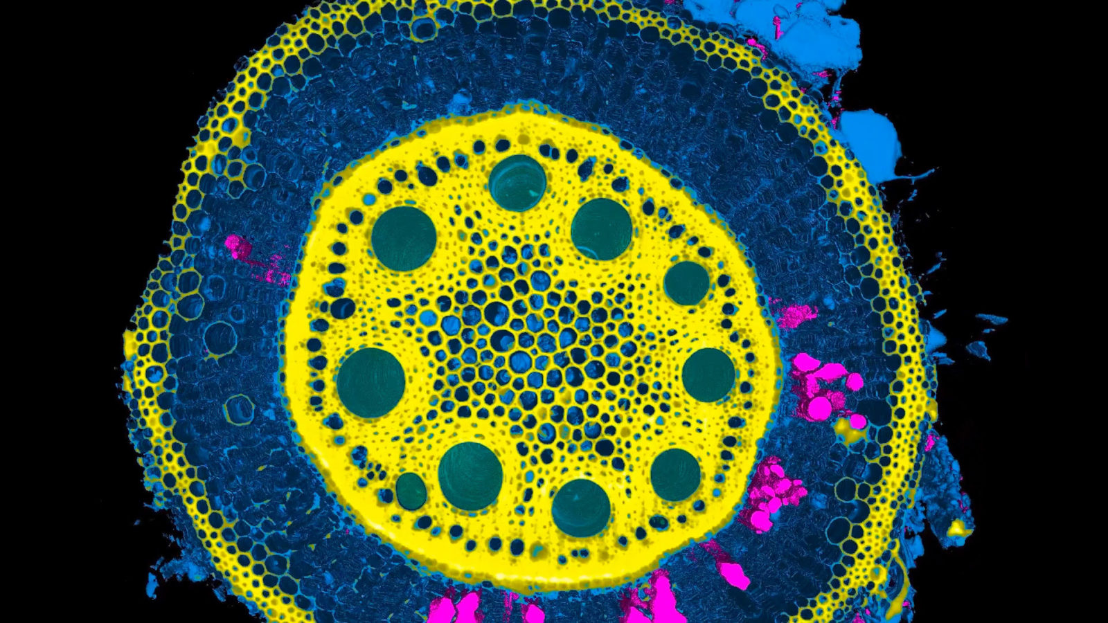 Laser ablation and reconstruction of pearl millet crown root Nikon’s Small World