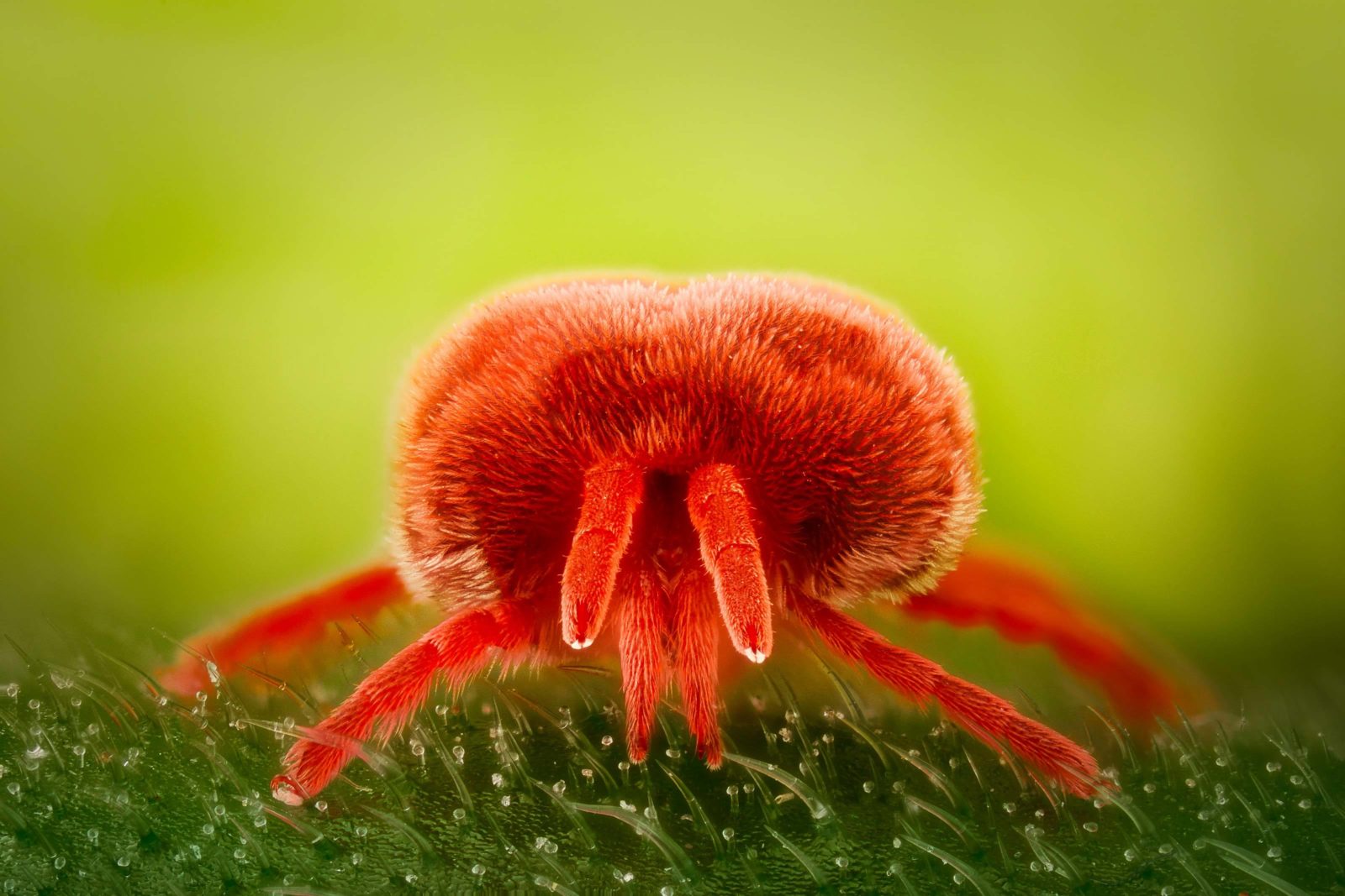 Red velvet mite (Trombidiidae) Nikon’s Small World