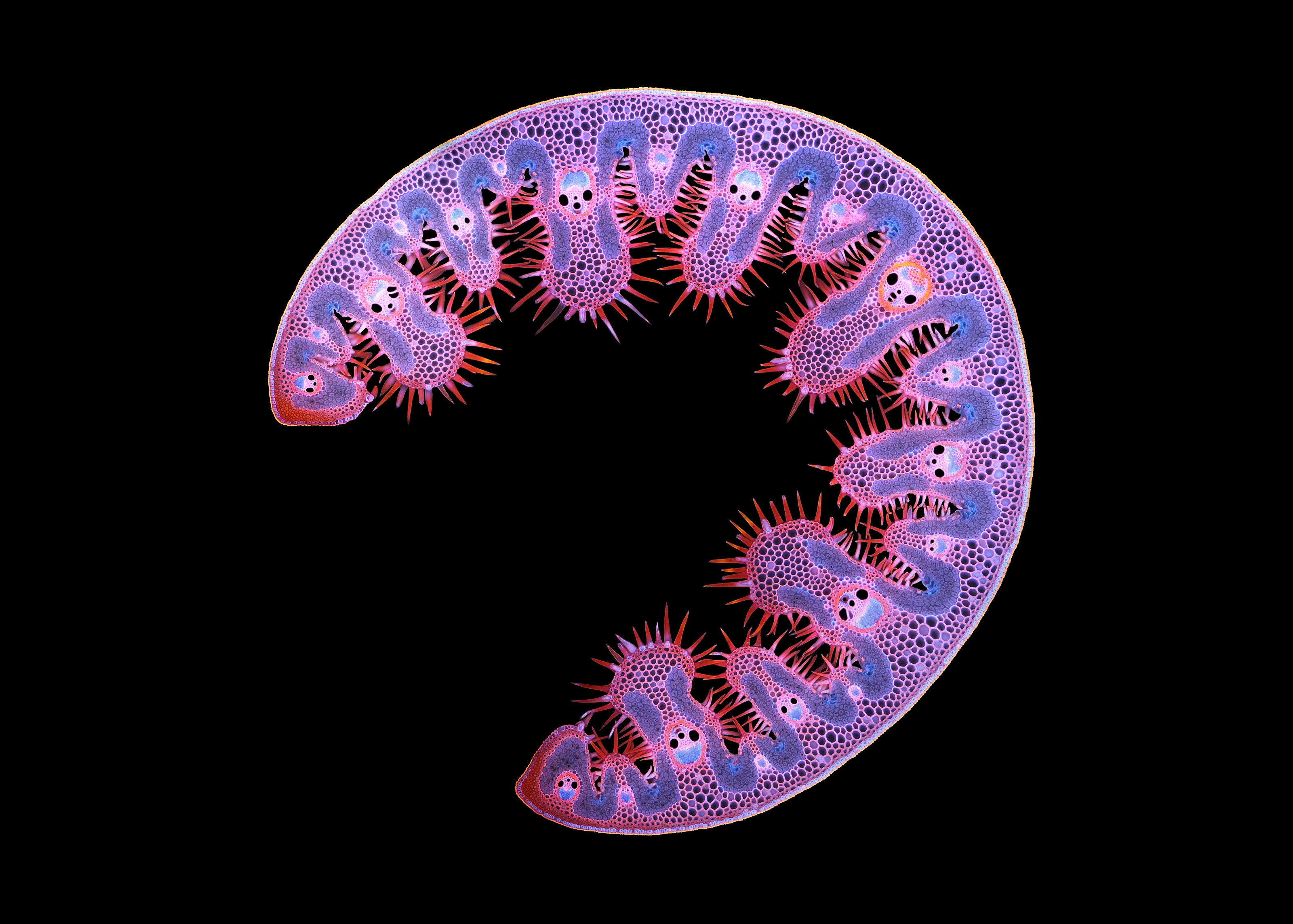 Cross section of a leaf of dune grass Nikon’s Small World