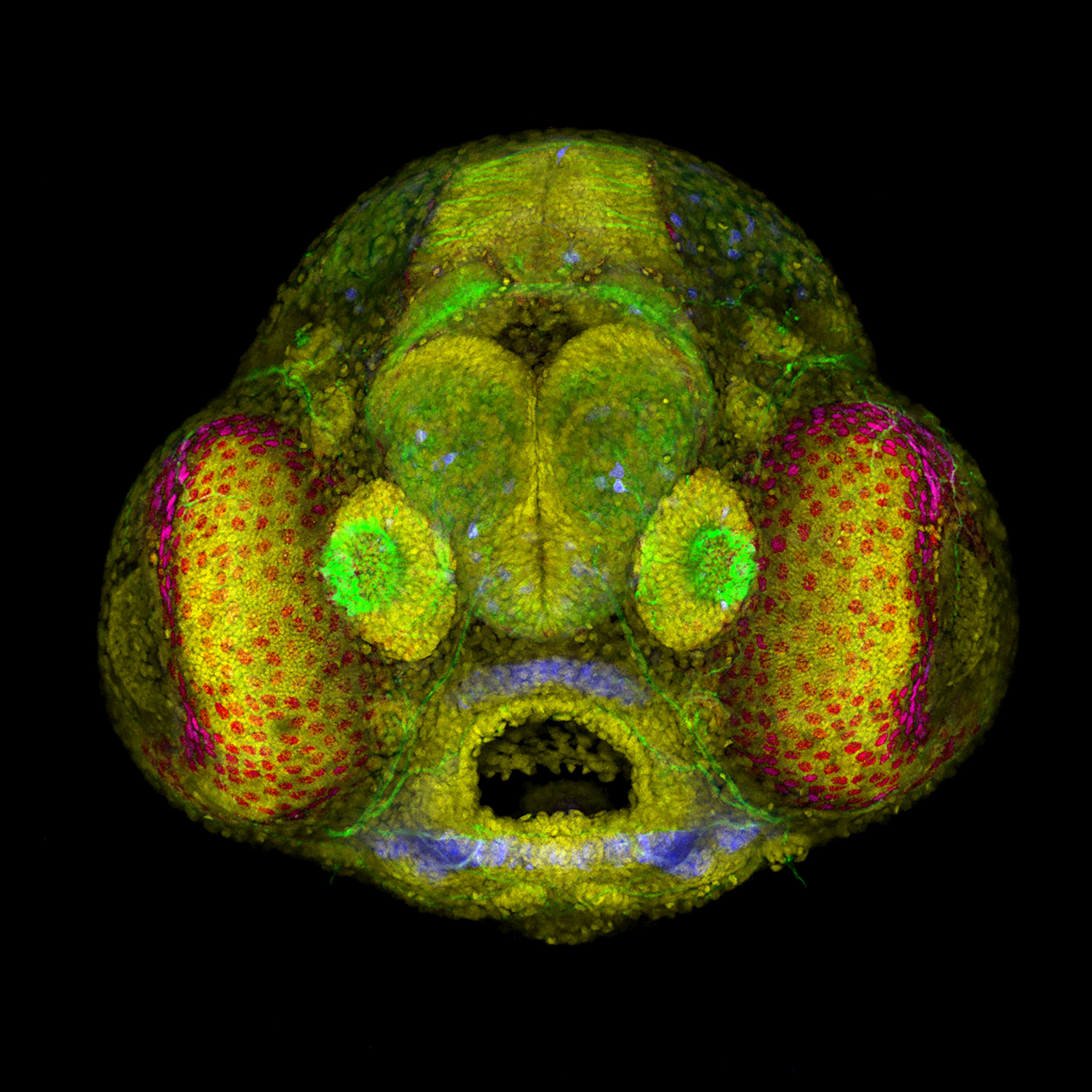 Zebrafish (Danio rerio) embryo head Nikon’s Small World