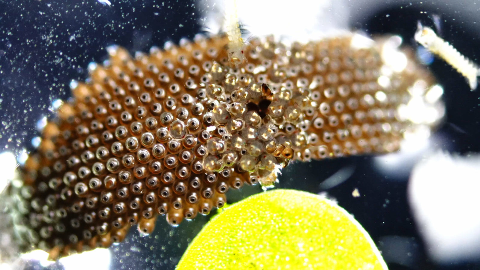 Mosquitoes Eggs mosquitoes-eggs