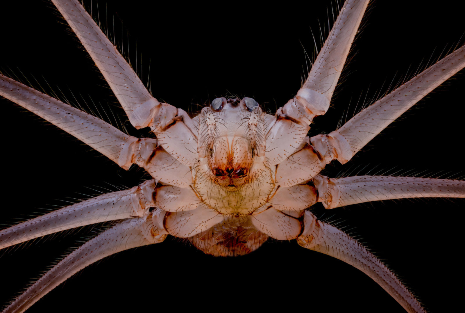 Underside of cellar spider Pholcus phalangioides 2023