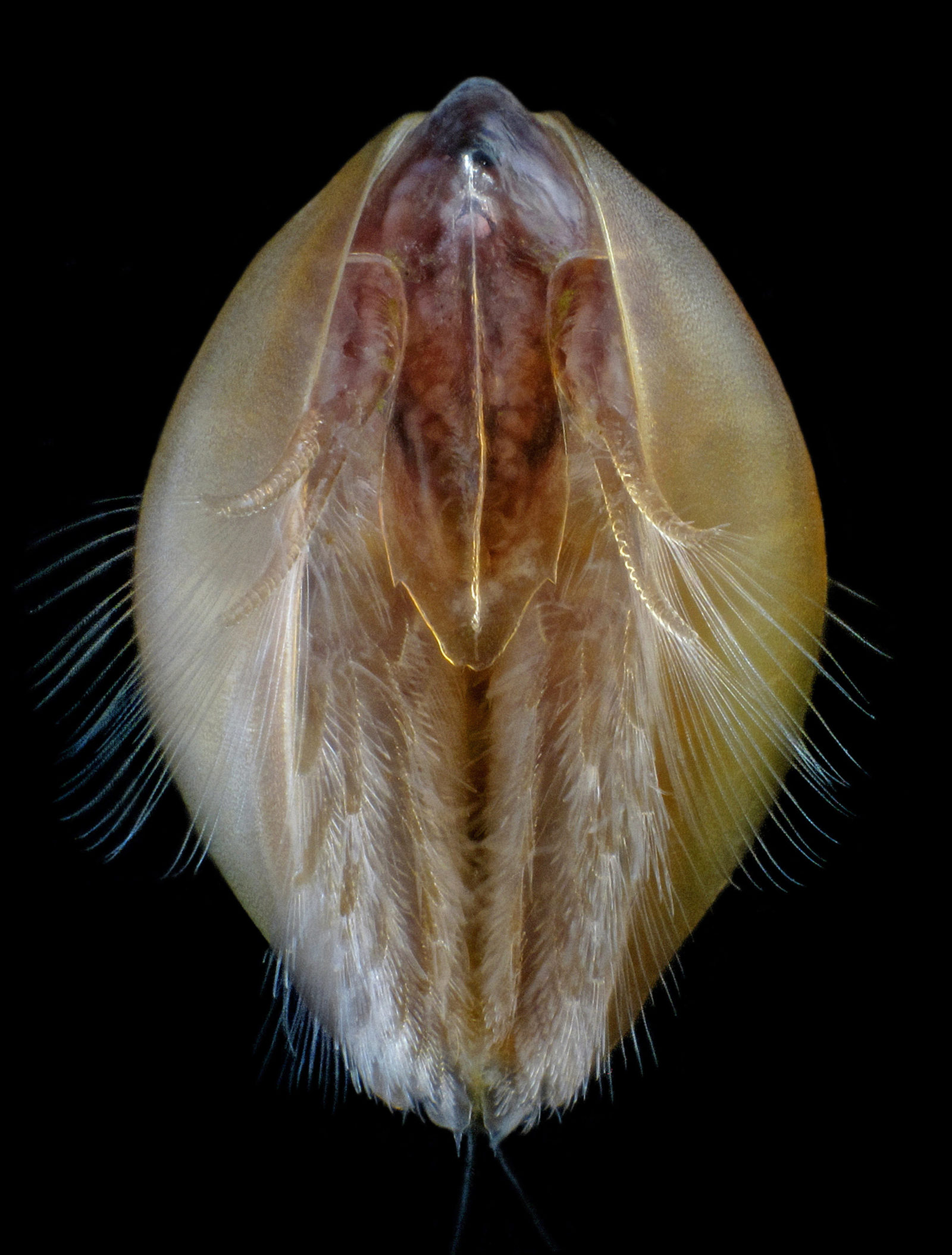 Clam shrimp (Lynceus mucronatus) | 2023 Photomicrography Competition