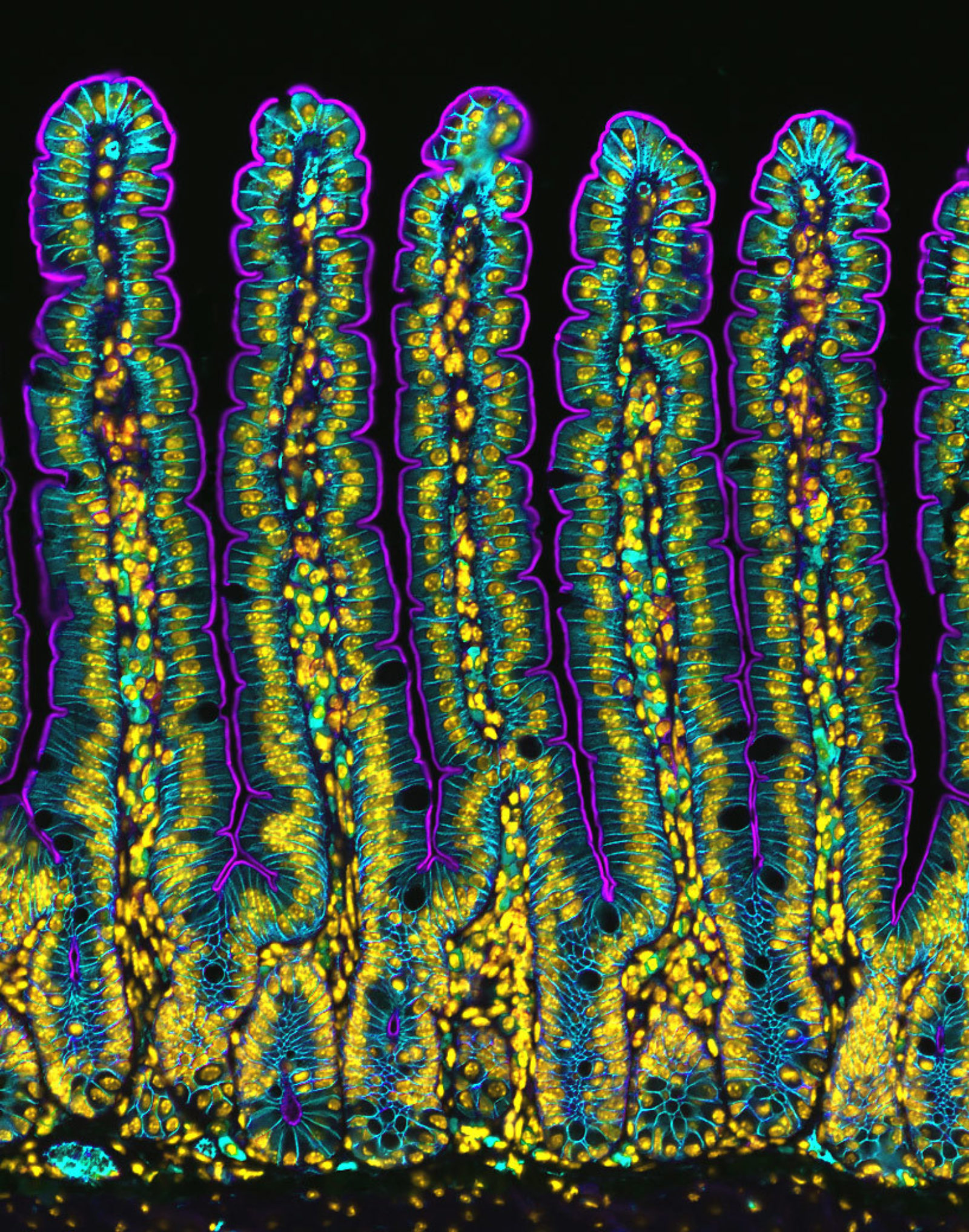 Section of a small intestine of a mouse | Nikon Small World
