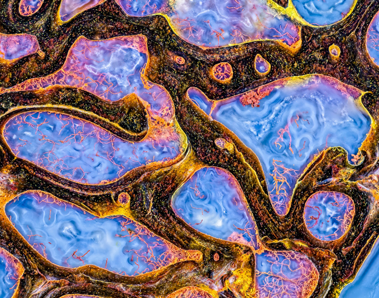 Agatized dinosaur bone | 2024 Photomicrography Competition | Nikon
