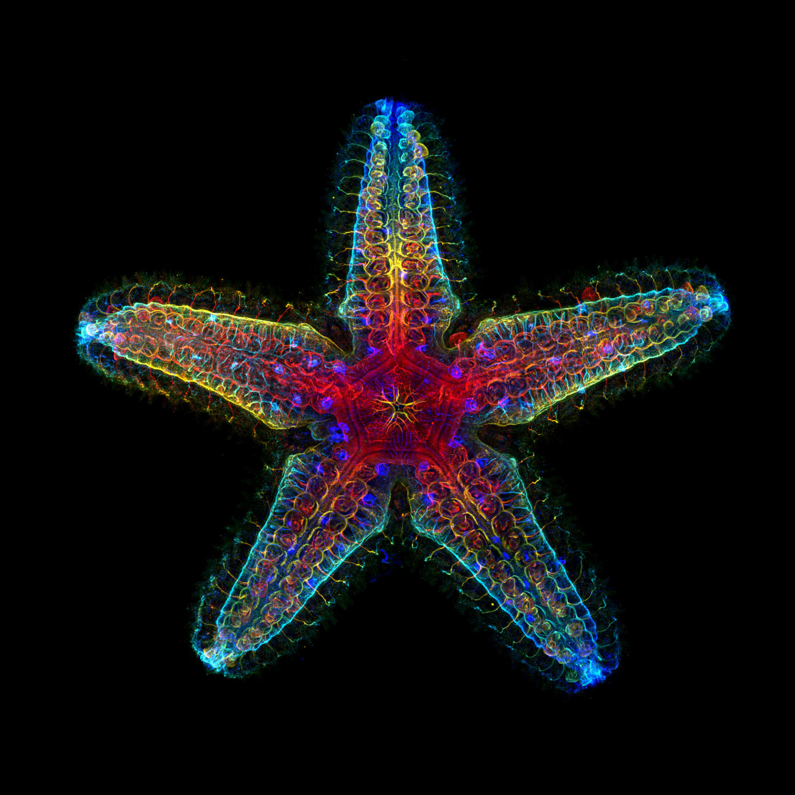 Nervous system of a young sea star | 2024 Photomicrography