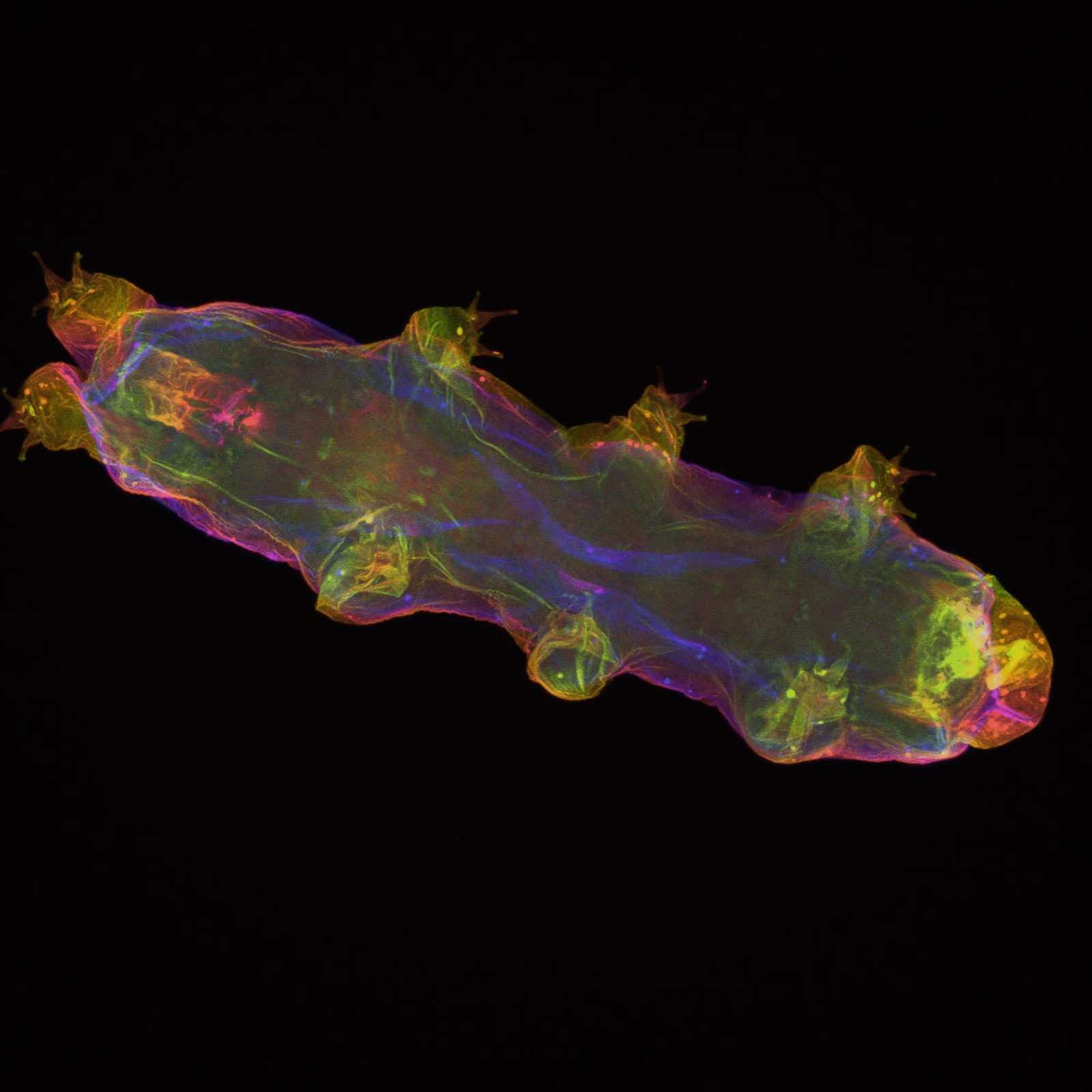 Tardigrade (Hypsibius exemplaris) Nikon’s Small World