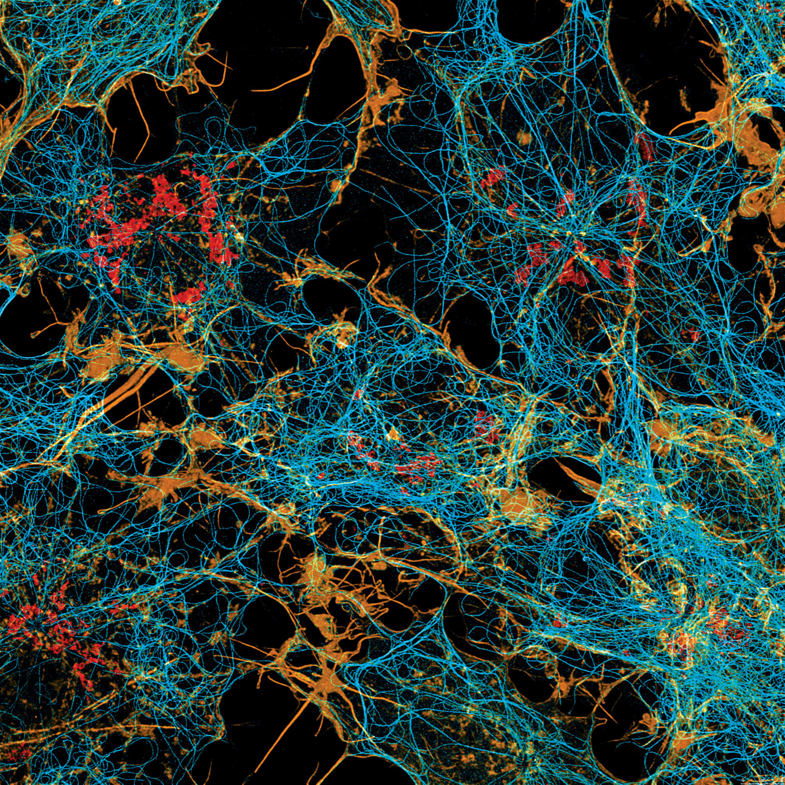 Maxime Teixeira People Nikon Small World