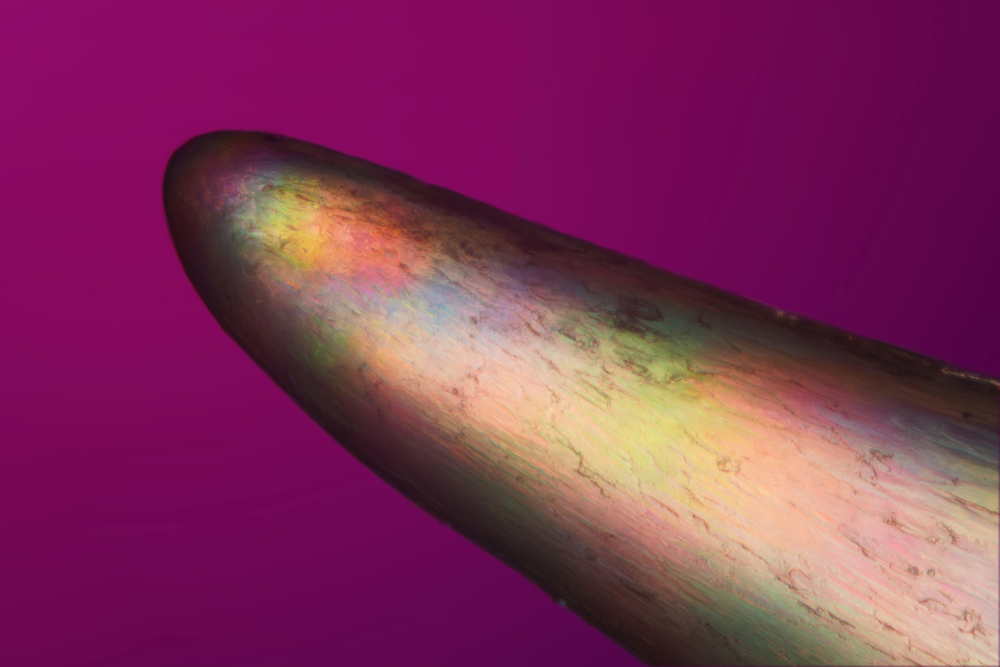 House cat claw Nikon’s Small World