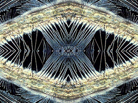 Köhler Illumination | Techniques | Nikon’s Small World