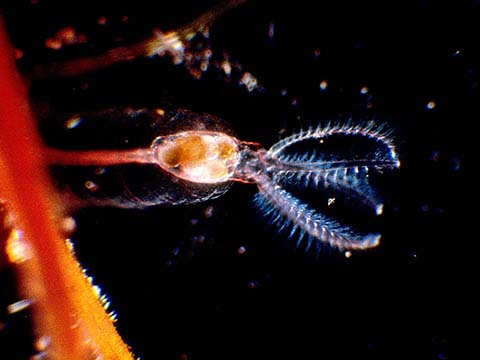 rotifer subjects nikon s