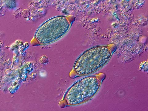 Fermenta Animal Health Company Organizations Nikon S Small World