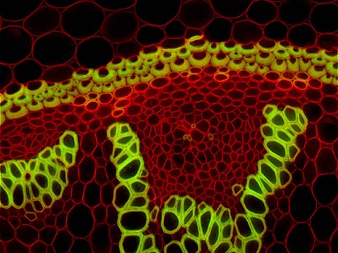 2006 Photomicrography Competition | Nikon’s Small World