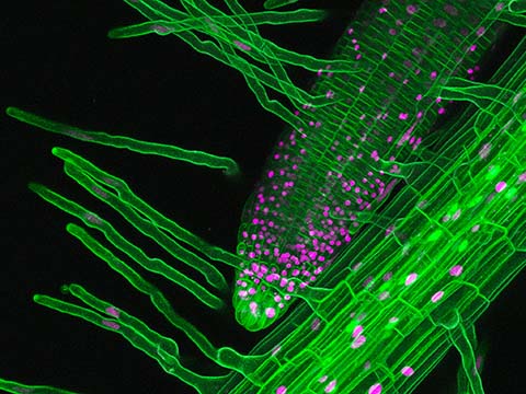 snapgene confocal microscopy snapgene confocal microscopy