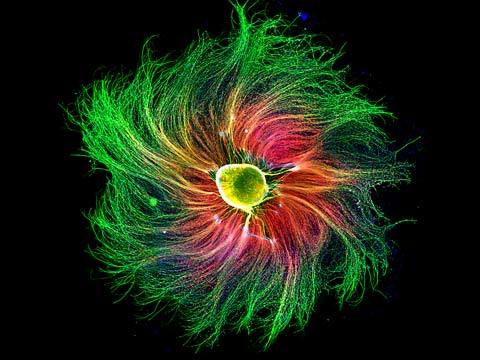 Nikon Photo Contest Nikon World Nikon Photo Contest Nikon Small